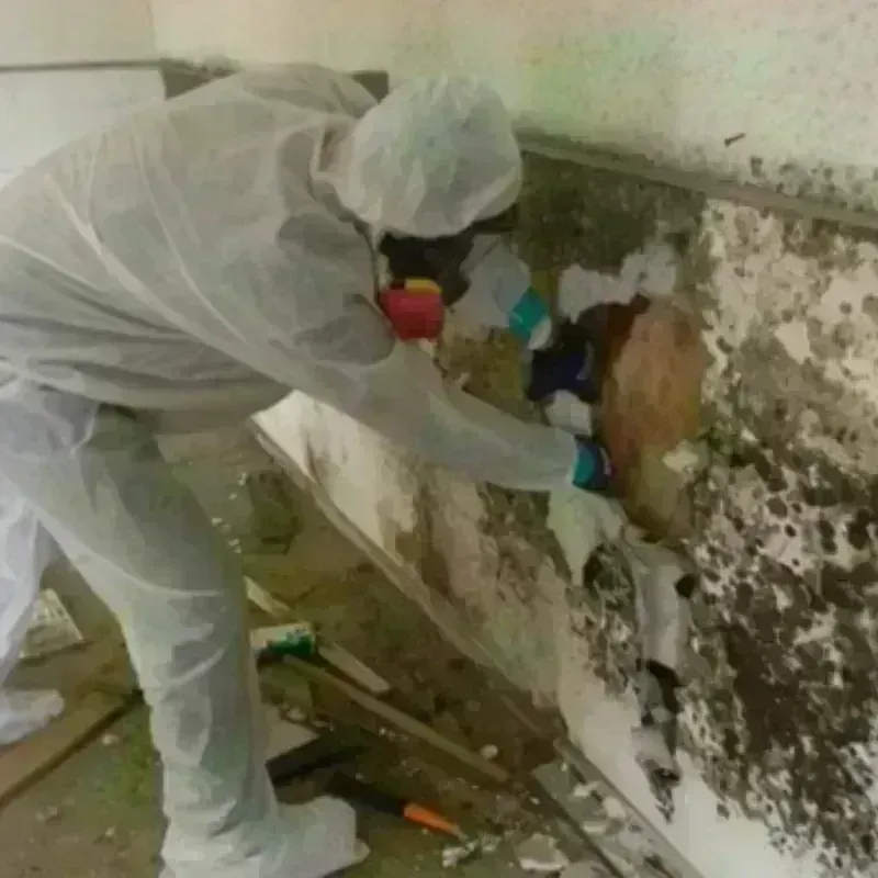 Mold Remediation and Removal in Senatobia, MS